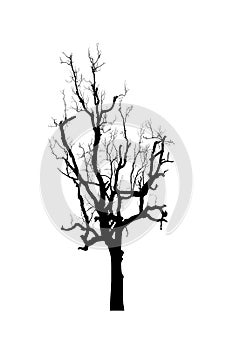 Dead tree silhouette