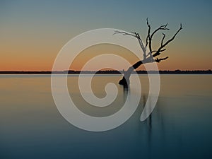 Dead tree silhouette against an orange and blue dawn sky, Lake Bonney, South Australia