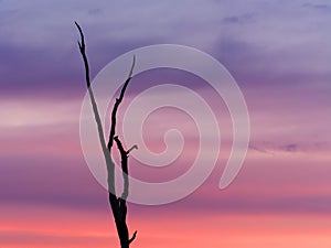 Dead tree silhouette against a purple and pink dawn sky, Loch Luna Game Reserve, South Australia