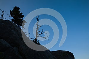 Dead Tree Silhouette, Clingmans Dome, Smokies