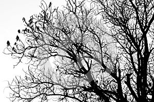Dead tree silhouette without leafs isolated on white