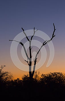 Dead tree silhouetted against a colorful blue and orange sky 2