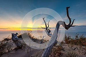 Sleeping Bear Dunes Sunset with Dead Tree photo