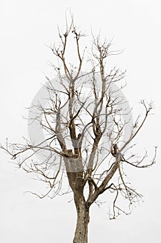 Dead tree ,Single old and dead tree isolated on white background.