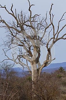 Dead Tree In Skukuza Kruger National Park