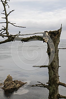 A dead tree with a skull on the seashore