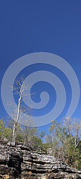 Dead tree and small Eucalyptus