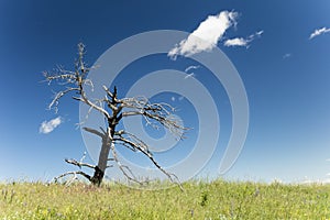 Dead tree snag grass ridge blue sky