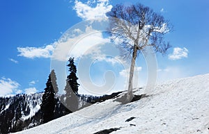 Dead tree on the snowed hill