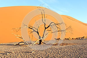 Dead tree Dune 45 sunset, Sossusvlei, Nambia