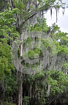 Dead Tree with Spanish Moss Clinging to the Branches