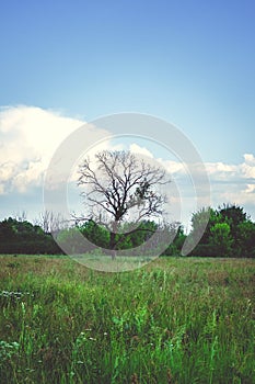 Dead tree standing alone in the summer field