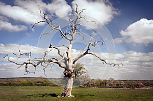 Dead tree in a field