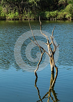 Dead tree standing in the lake