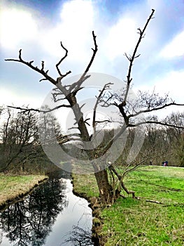 A dead tree standing at the waterfront