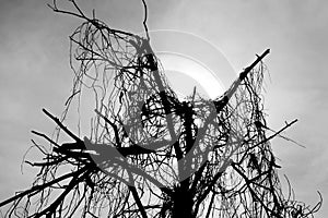 Dead tree stands alone at dusk against a background of clouds