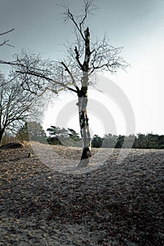 a broken tree is in the middle of a field