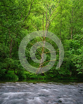 A dead tree stands out among the greenery of the riverside forests on the Navia river