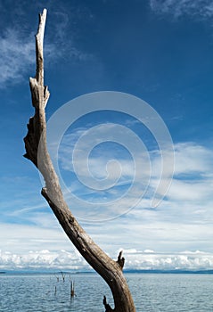 Dead tree sticking out of the water at Lake Kariba