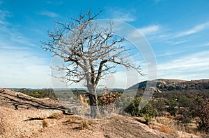 The dead tree on the stone reddish hill over bright blue sky