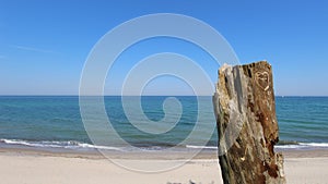 Dead tree stump on the beach