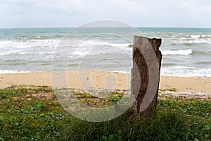 Dead tree stump on the beach in south china sea - Image