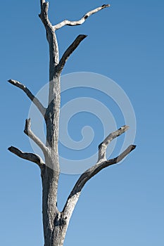 Dead tree stump after the drought