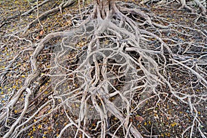 A dead tree stump with dry roots
