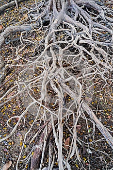 A dead tree stump with dry roots