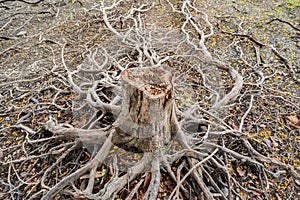 A dead tree stump with dry roots