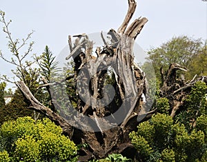 Dead Tree Stump in a garden