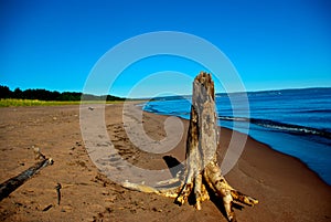 Dead tree stump on a sandy beach along the Lake Shore