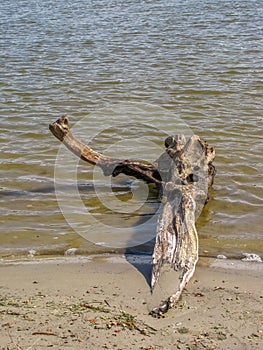 Dead tree stump in the water, on the river bank