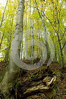 Dead Tree Stumps in Autumn Woods