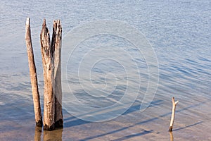 Dead Tree Stumps in Lake
