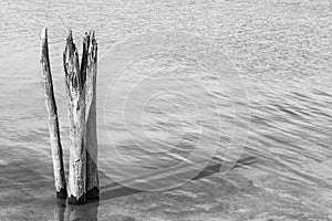 Dead Tree stumps in Lake Black and White