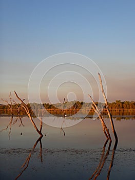 Dead tree stumps rising from a lake