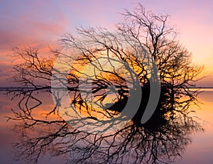 Dead tree and sun and sea and sky