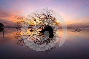 Dead tree and sun and sea and sky