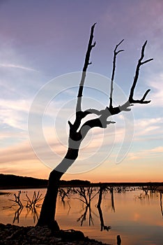 Dead Tree at Sunset