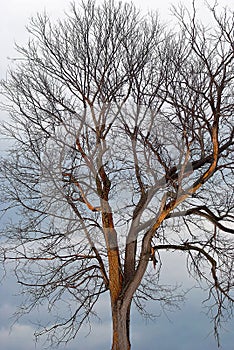 Dead tree at sunset