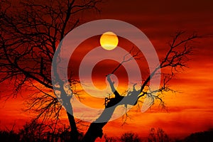 Dead tree sunset
