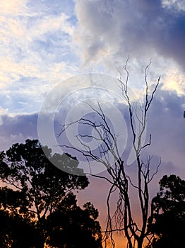 Dead tree sunset