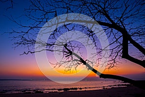 Dead tree at sunset beach