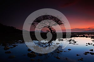 Dead tree at sunset beach