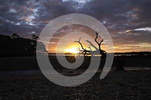 Dead Tree and Sunset at Beach