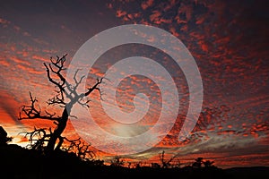 Dead Tree Sunset Silhouette