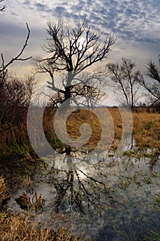 Dead tree in a swamp