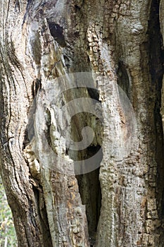 Dead tree texture detail