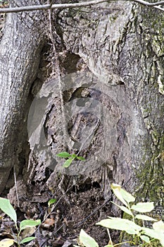 Dead tree texture detail